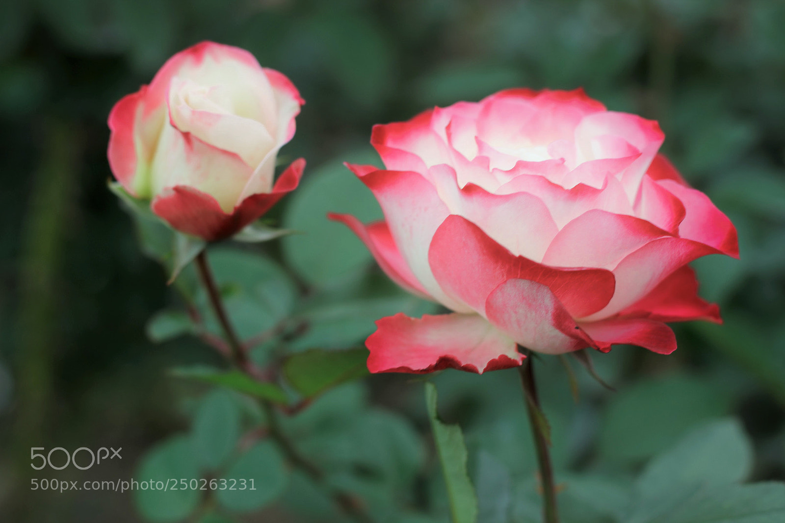 Canon EOS 600D (Rebel EOS T3i / EOS Kiss X5) sample photo. Petals, such as dress photography