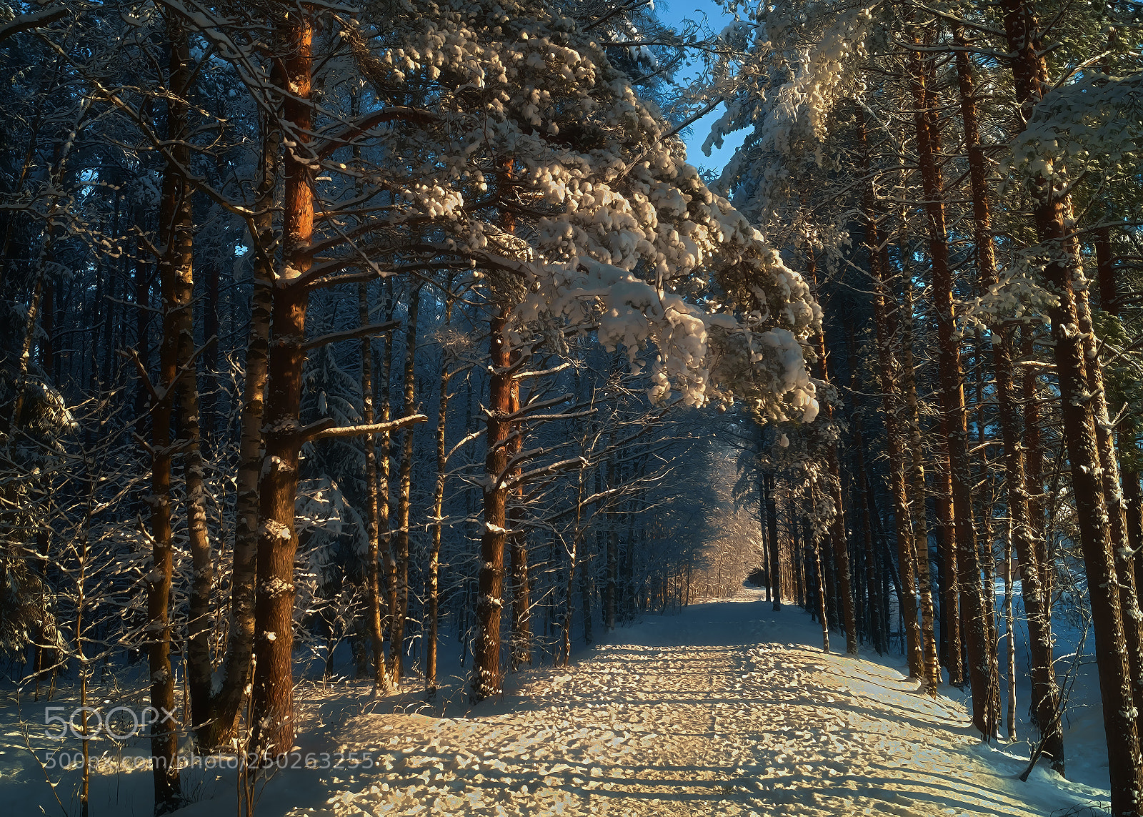 Sony SLT-A58 sample photo. Forest path. photography