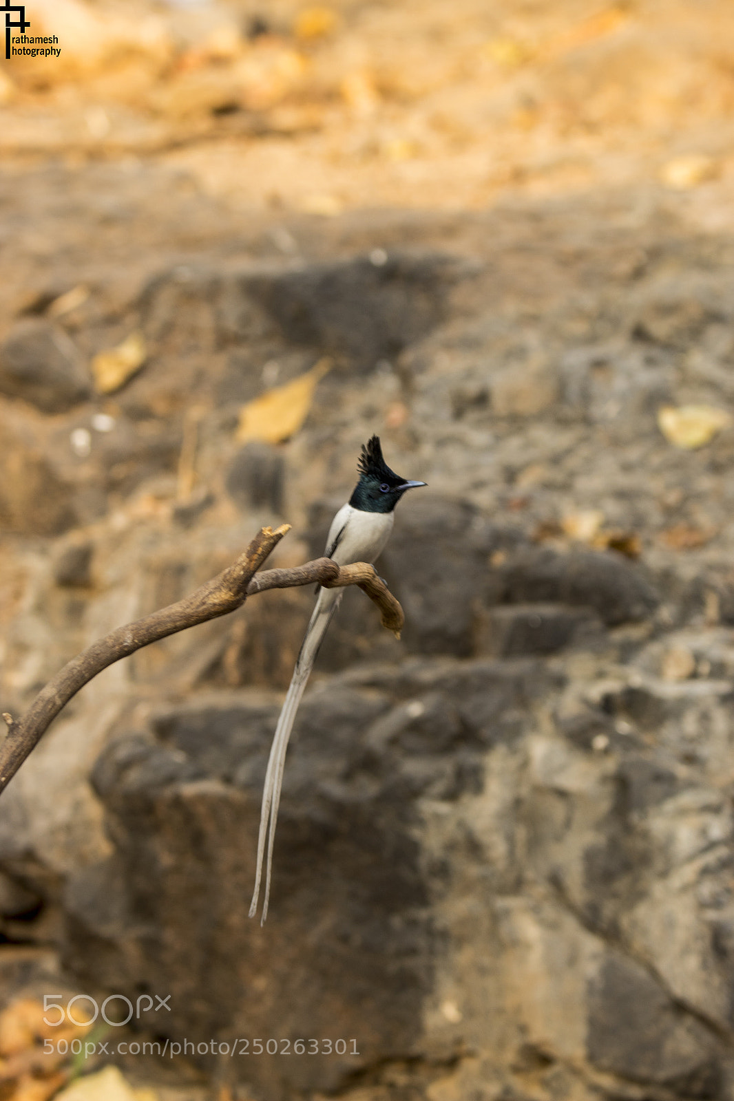Canon EOS 1300D (EOS Rebel T6 / EOS Kiss X80) sample photo. Asian paradise flycatcher male photography