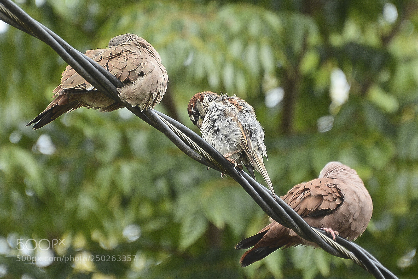 Nikon D7100 sample photo. Para co ar s photography
