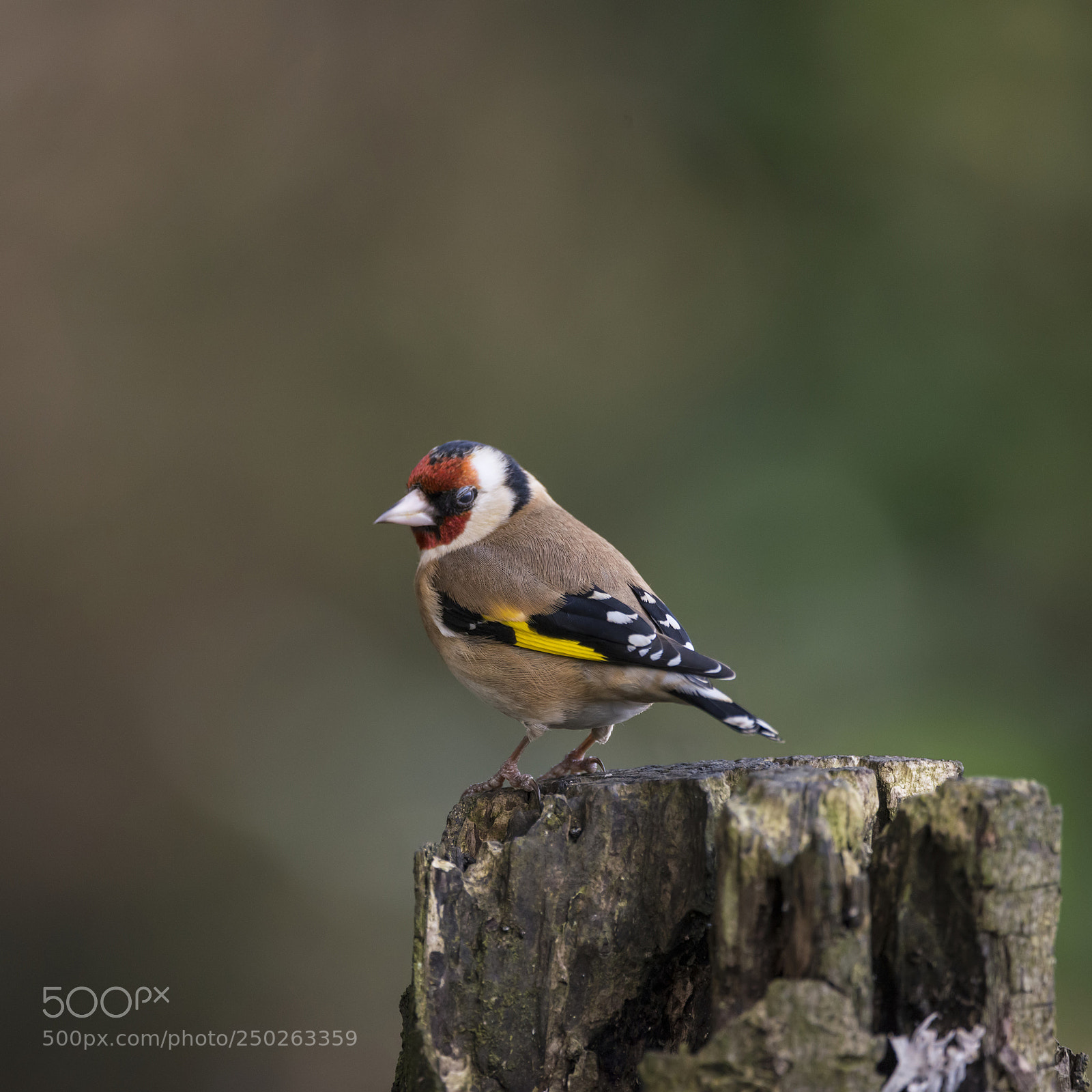 Nikon D800 sample photo. Stunning portrait of goldfinch photography