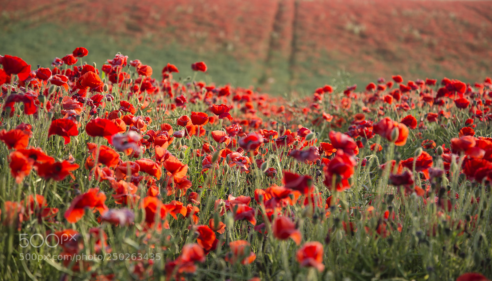 Nikon D600 sample photo. Stunning poppy field landscape photography