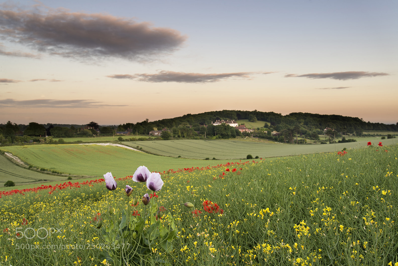 Nikon D600 sample photo. Stunning vibrant poppy field photography