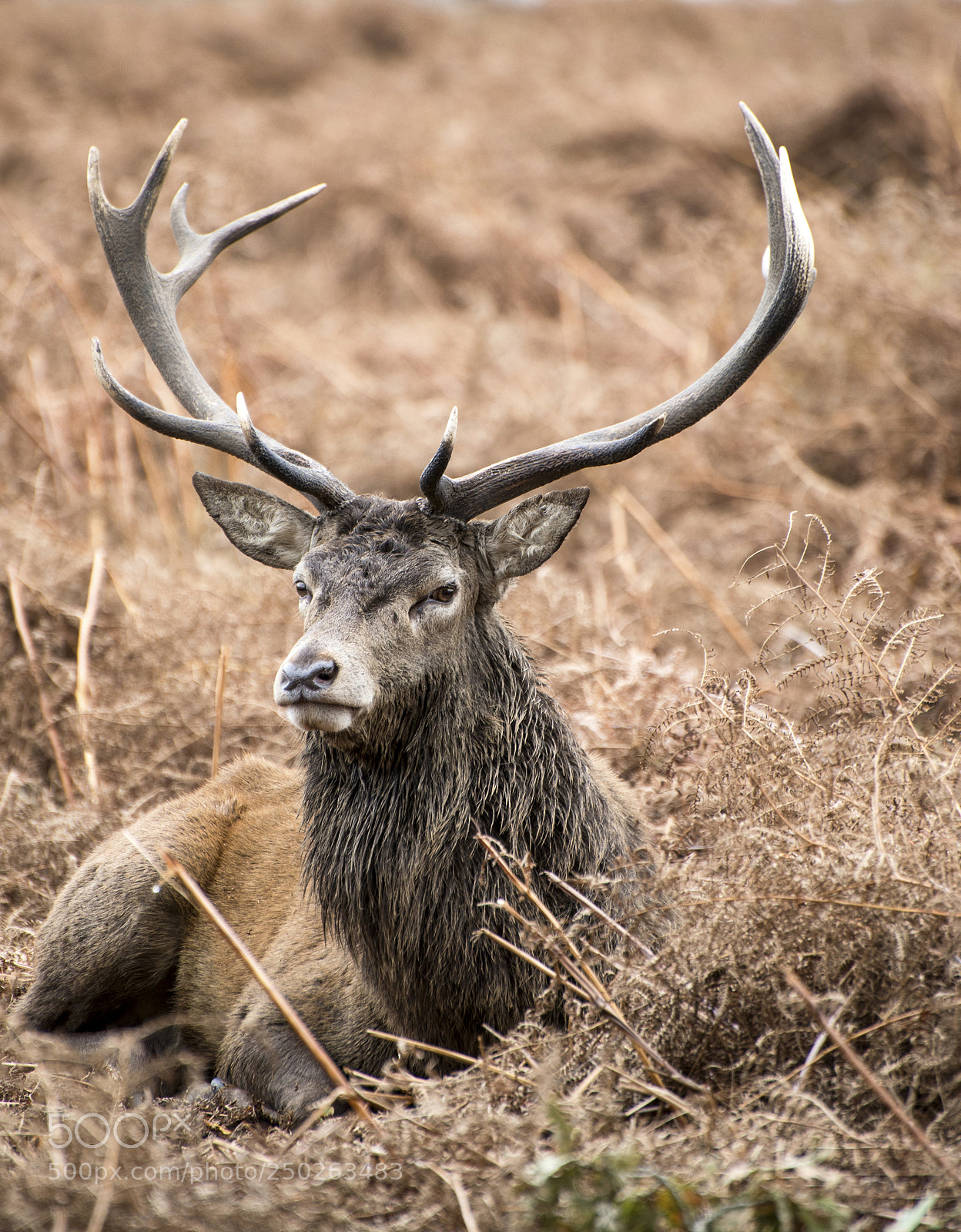 Nikon D600 sample photo. Red deer stag in photography