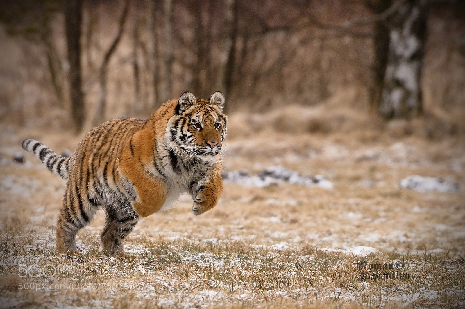 Nikon D7200 sample photo. Layla running, jogging, hunting photography