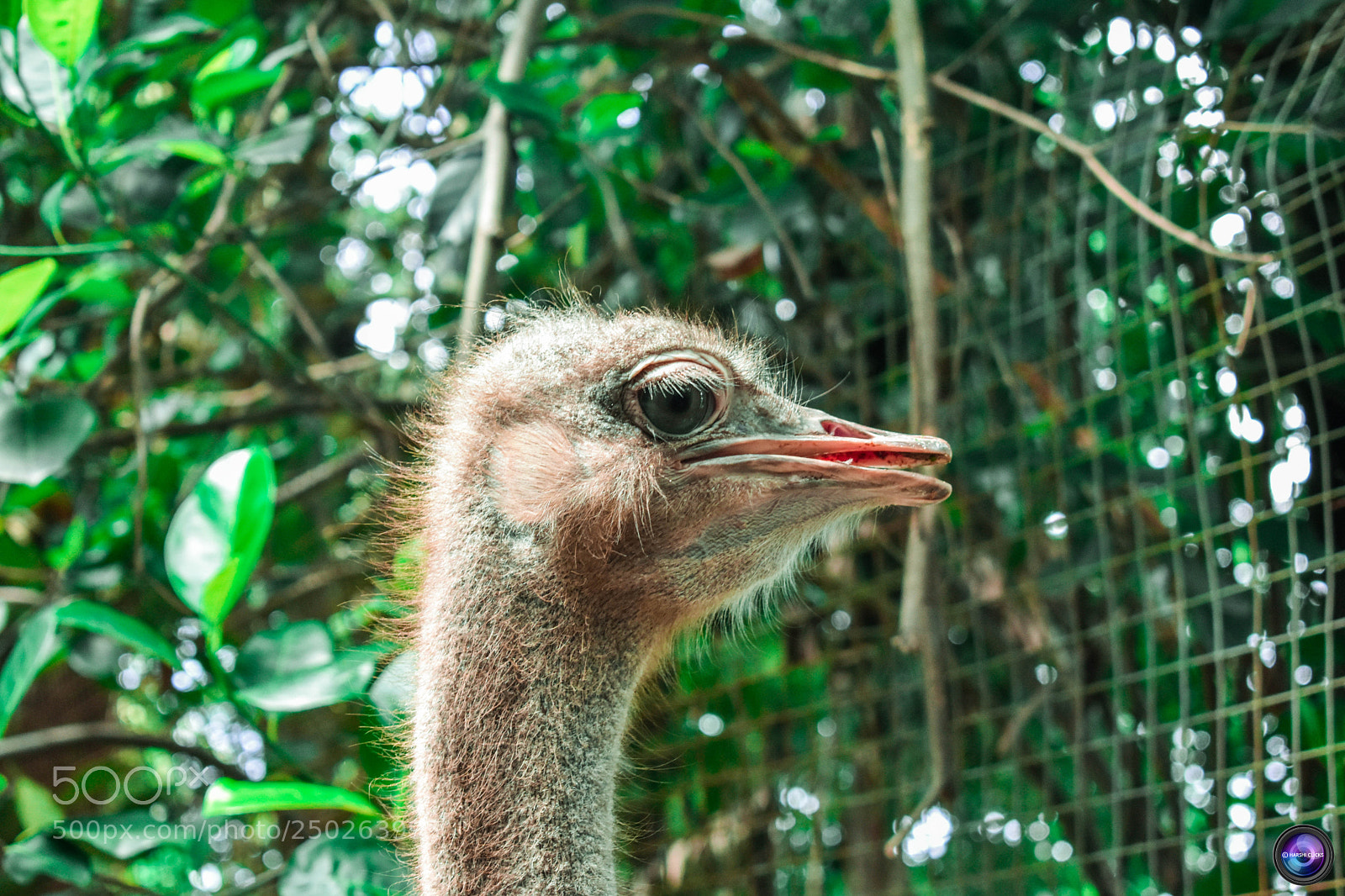 Nikon D3400 sample photo. Ostrich photography