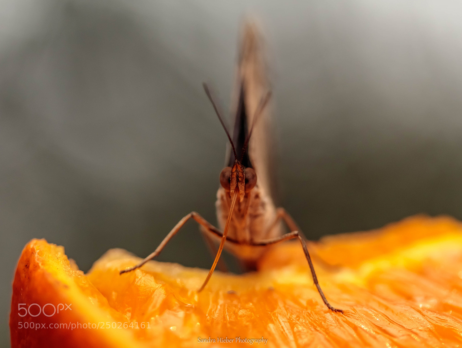 Canon EOS 80D sample photo. Hungry butterfly photography