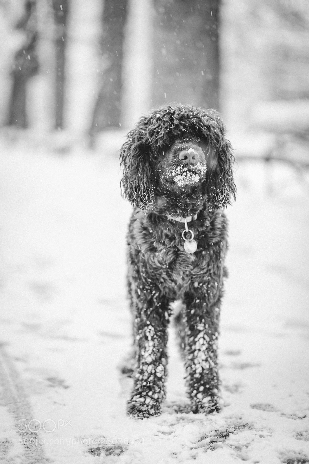 Canon EOS 5D Mark IV sample photo. Dogmodel! photography
