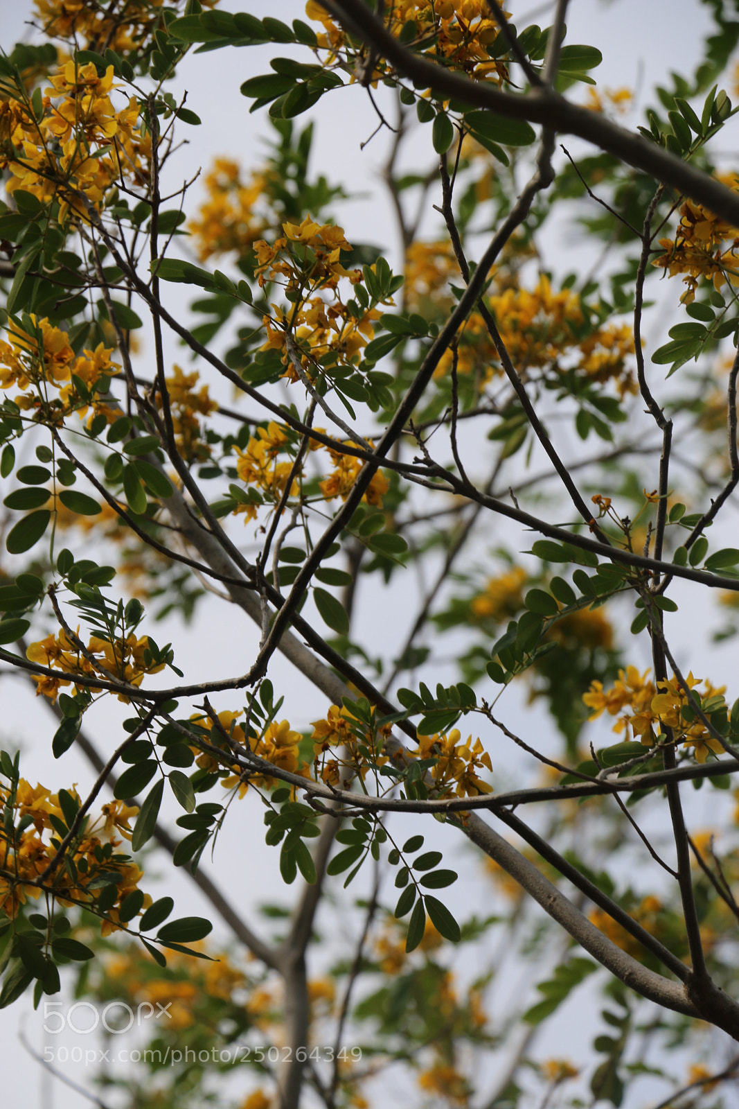 Canon EOS 70D sample photo. Img photography