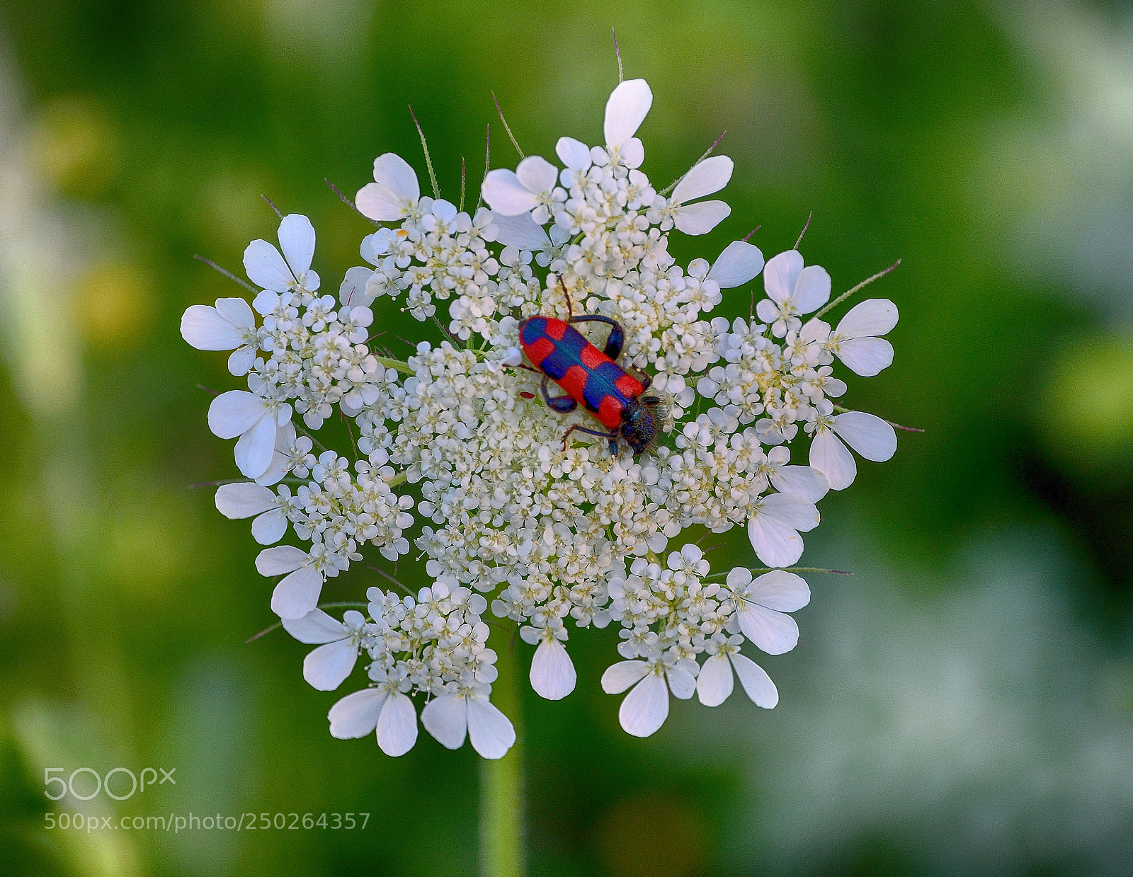 Nikon D3300 sample photo. Croscherichia sanguinolenta beetle on photography