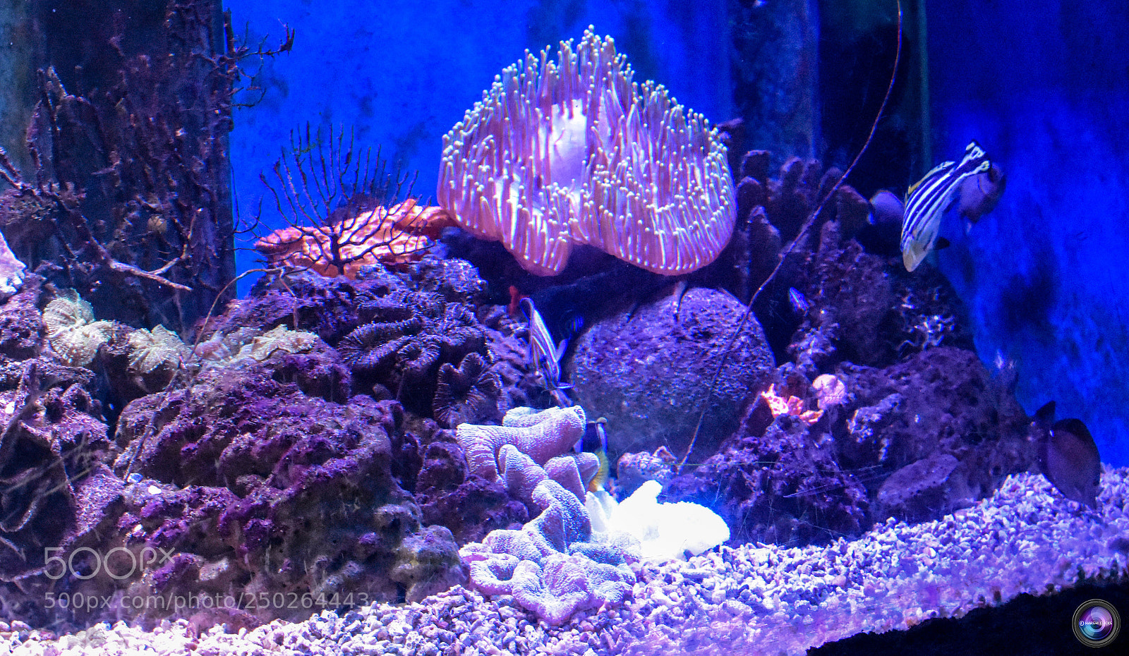 Nikon D3400 sample photo. Deep tank photography