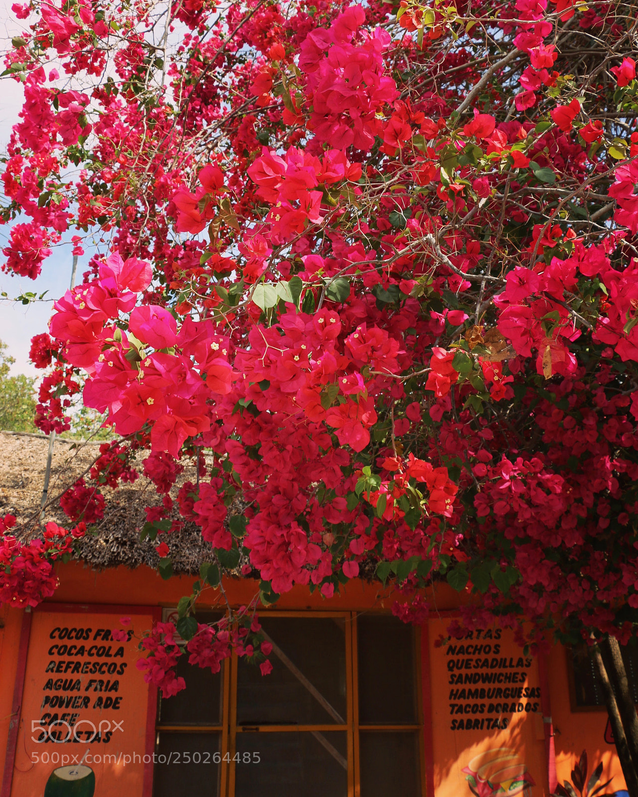 Canon EOS 70D sample photo. Img photography