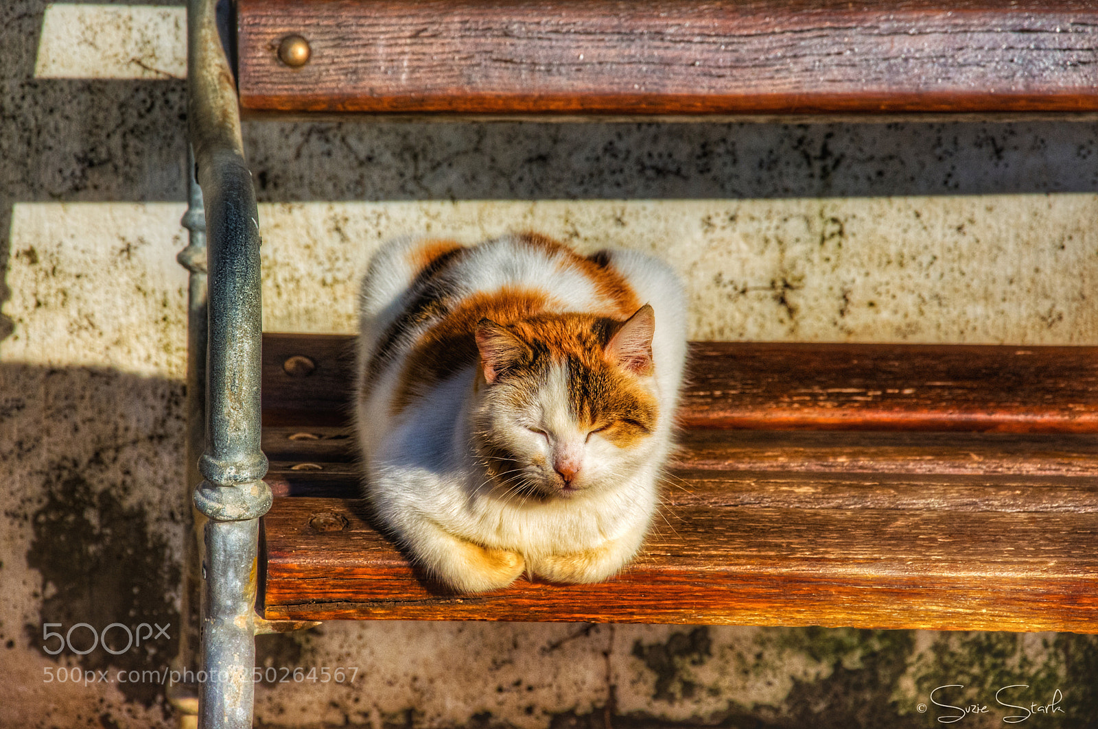 Nikon D7200 sample photo. Ginger white. photography