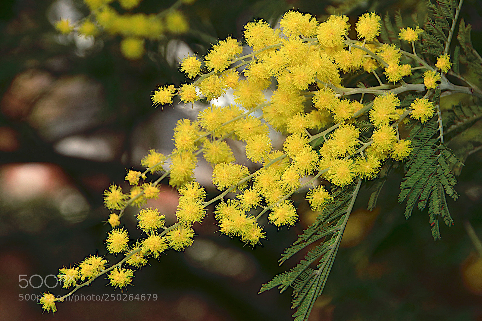 Canon EOS 80D sample photo. Mimosas_01 photography