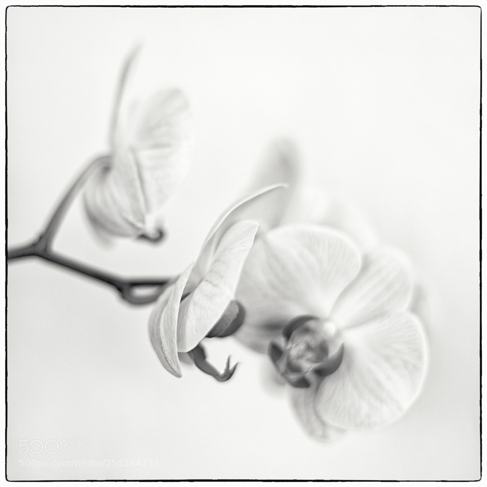 Sony a7 II sample photo. Orchide photography