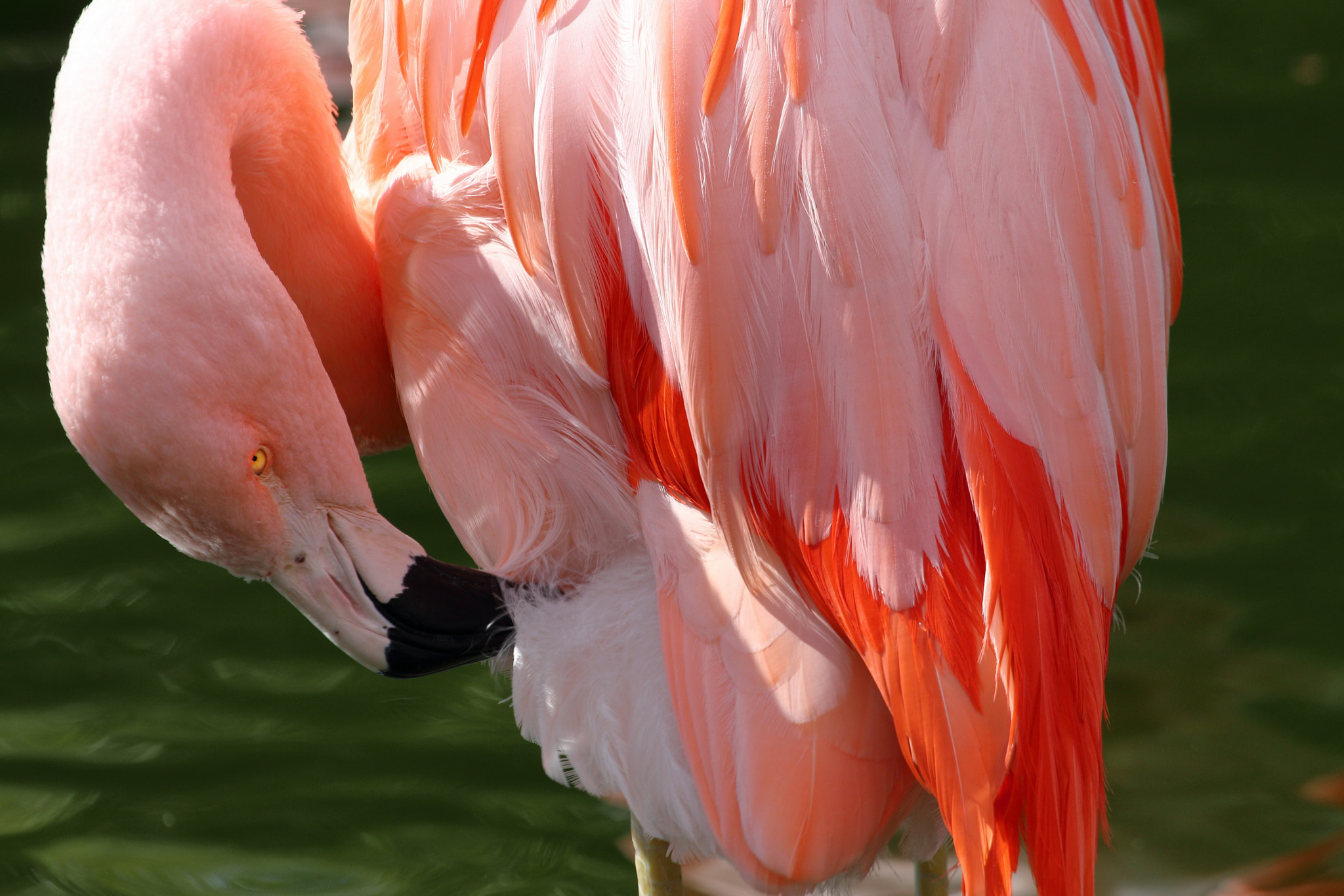 Canon EF 100-400mm F4.5-5.6L IS USM sample photo. Flamingo photography