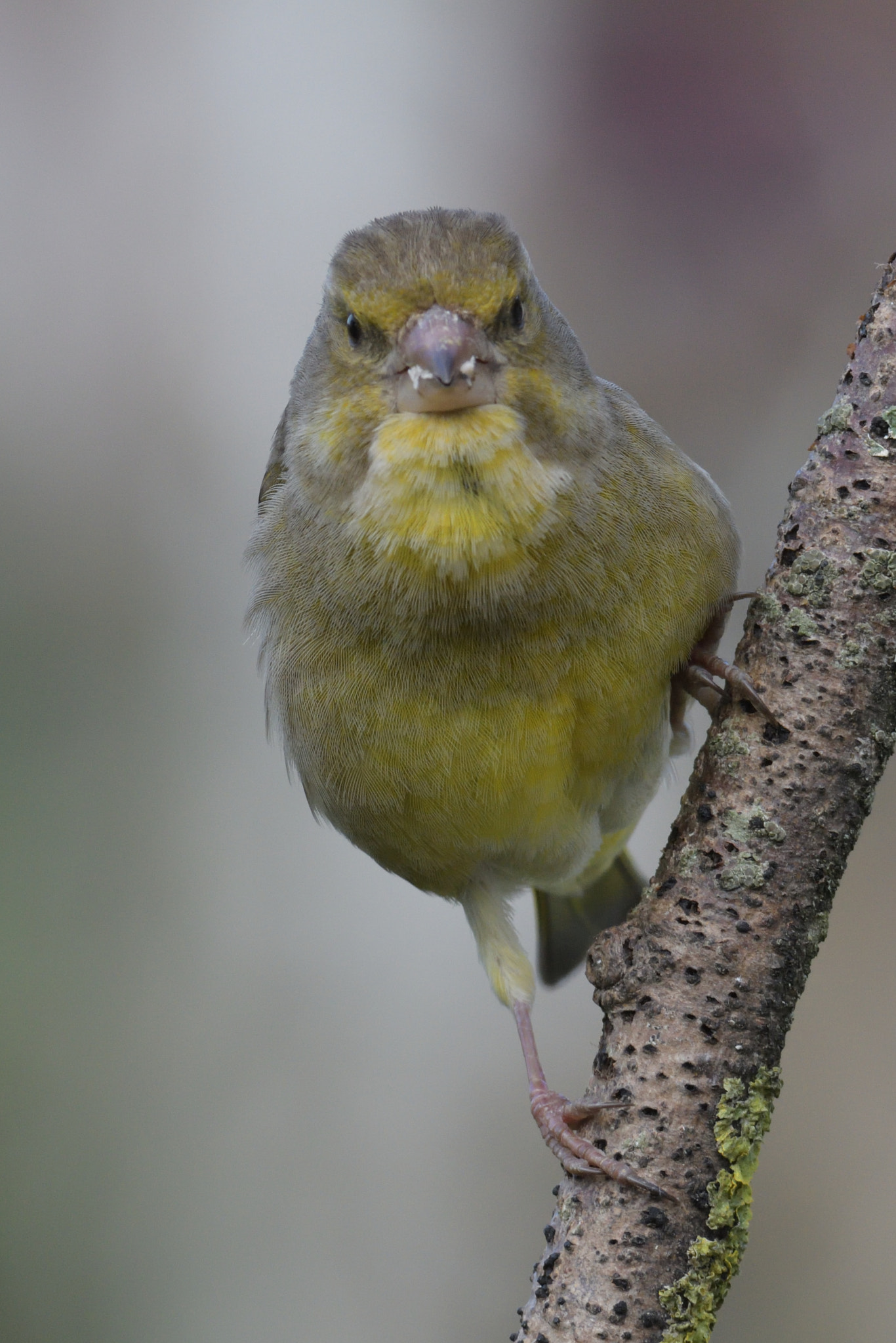 Nikon D500 sample photo. Verdier d'europe photography