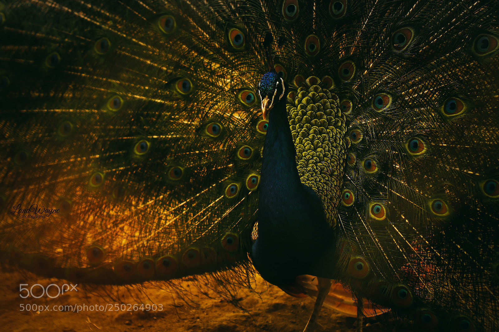 Canon EOS 7D Mark II sample photo. Peacock photography