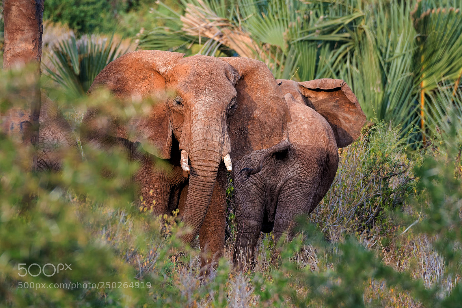 Nikon D500 sample photo. Elephant paradise photography