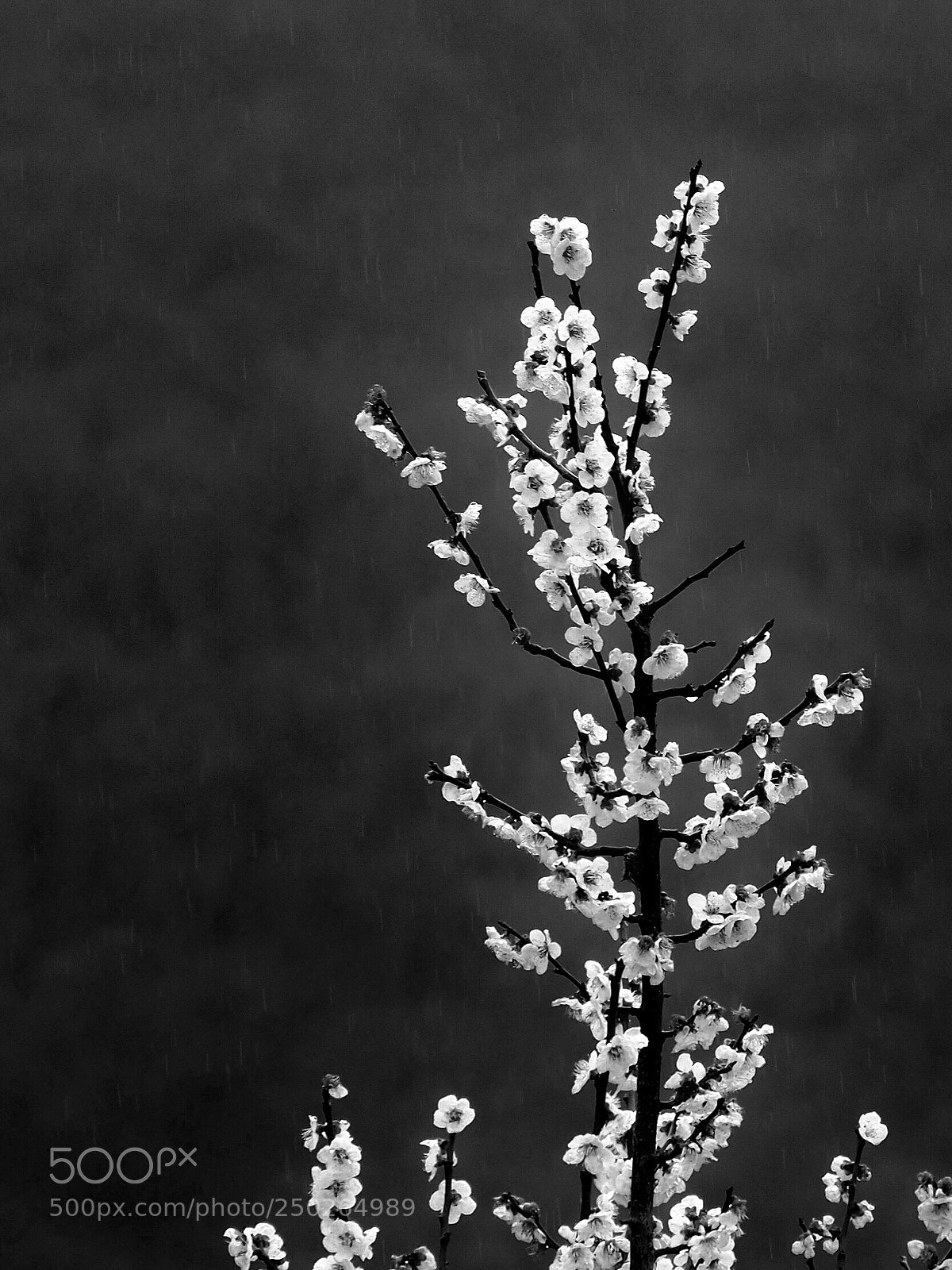 Olympus OM-D E-M5 II sample photo. Spring rain photography