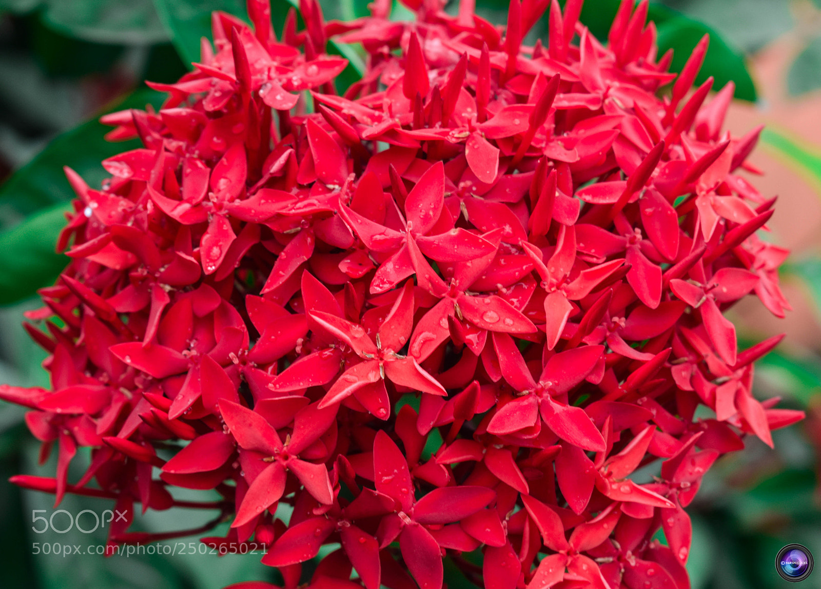 Nikon D3400 sample photo. A red bunch photography