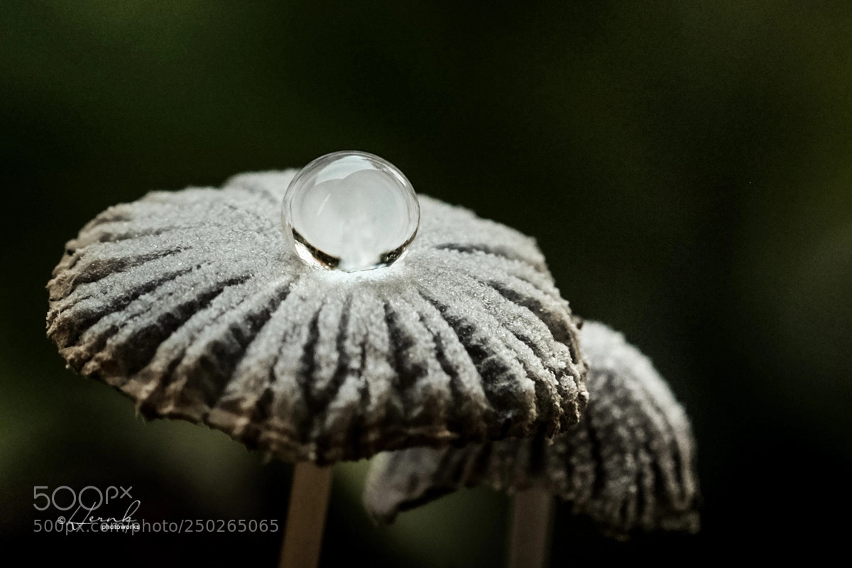 Fujifilm X-T1 sample photo. Droplet photography