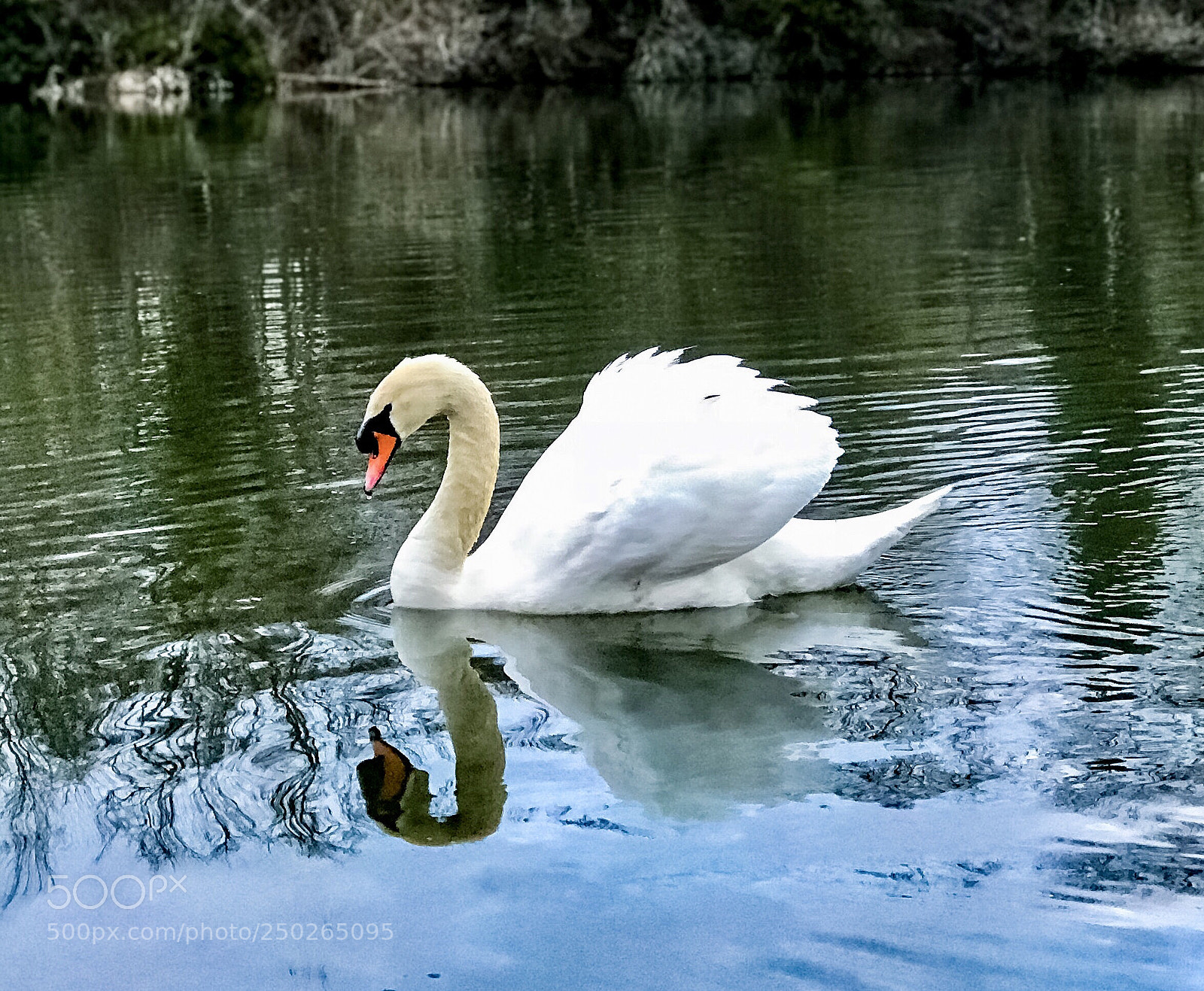 Apple iPhone 7 Plus sample photo. ....swan.... photography