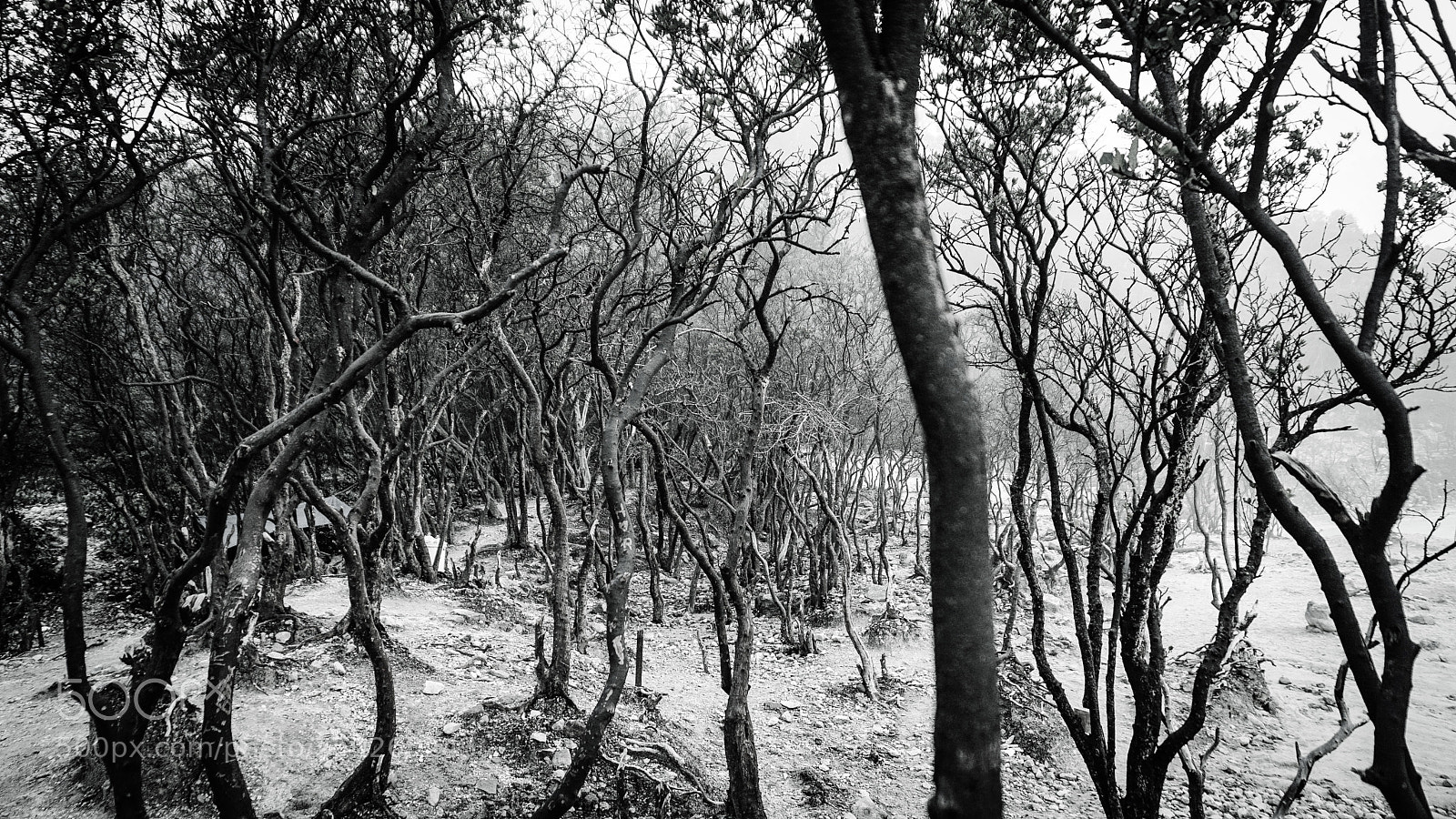 Sony a6000 sample photo. Limbo forest photography