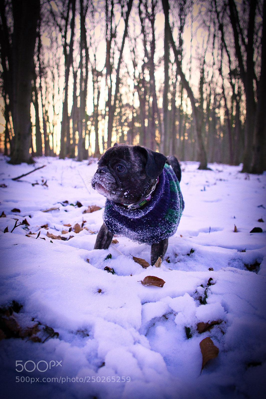 Sony a6000 sample photo. Pug forest photography