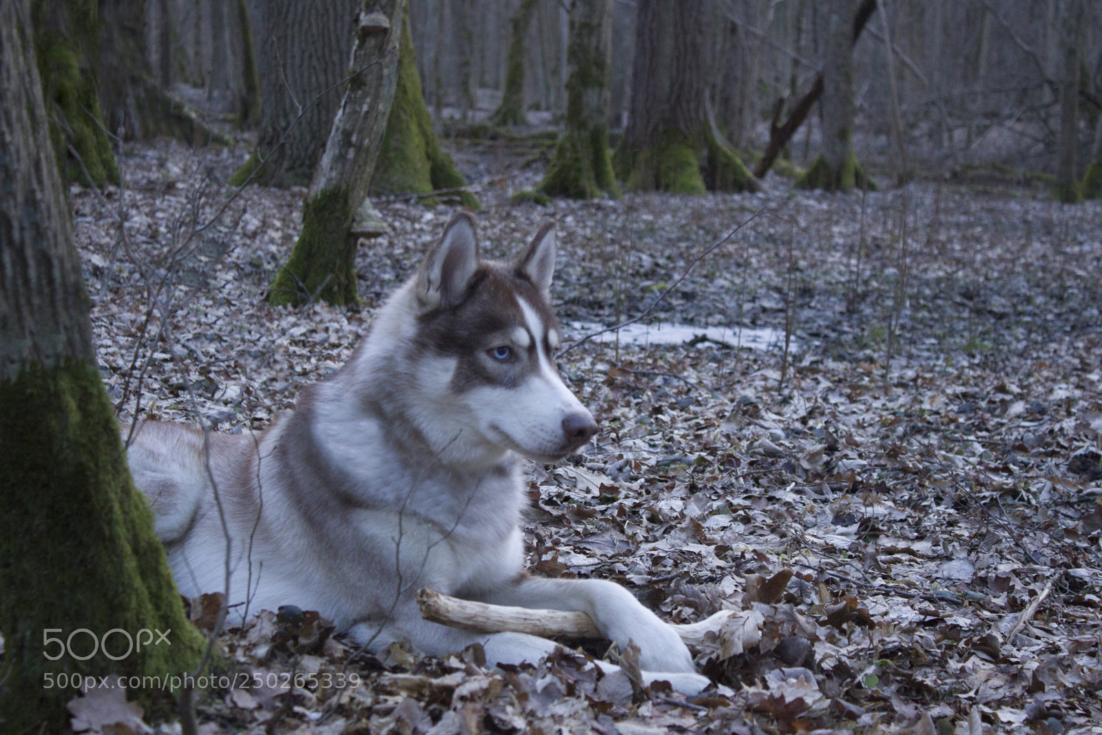 Canon EOS 600D (Rebel EOS T3i / EOS Kiss X5) sample photo. Husky photography