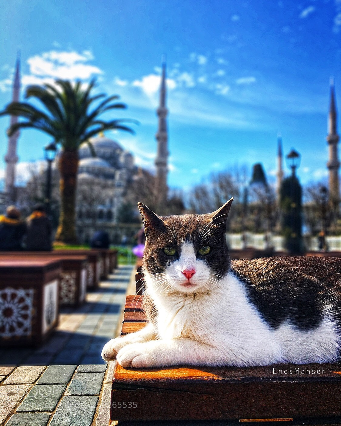 Apple iPhone 6s Plus sample photo. Lovely cat photography
