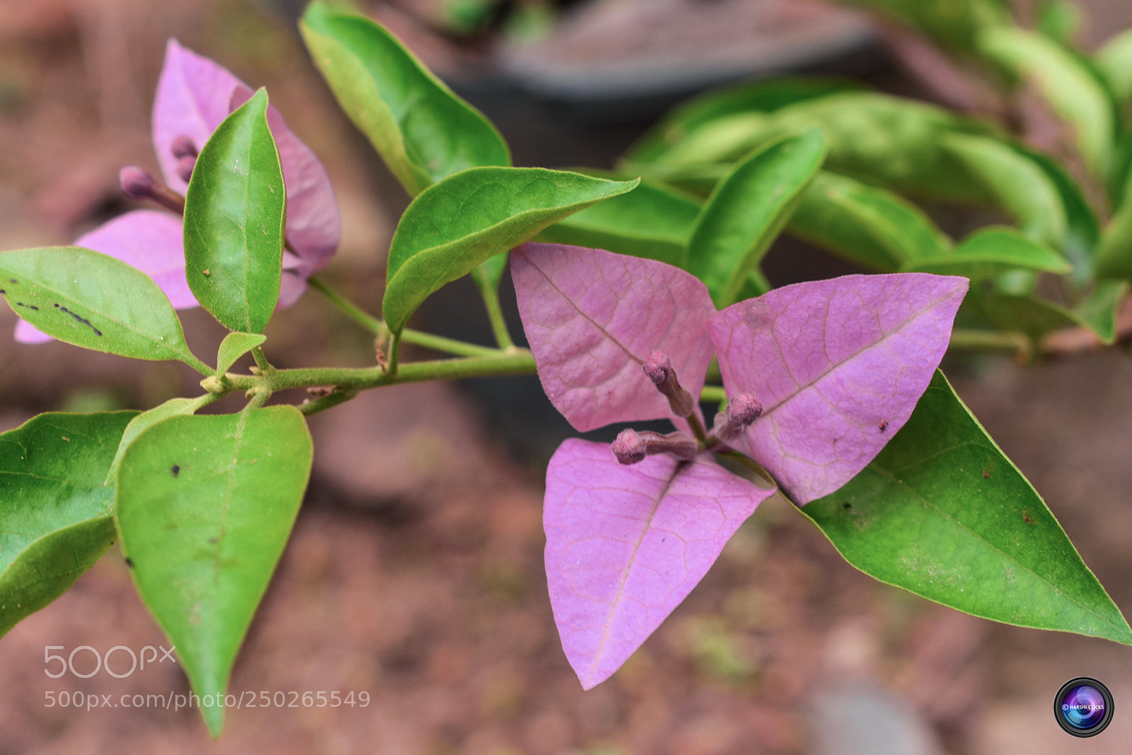 Nikon D3400 sample photo. Alone photography