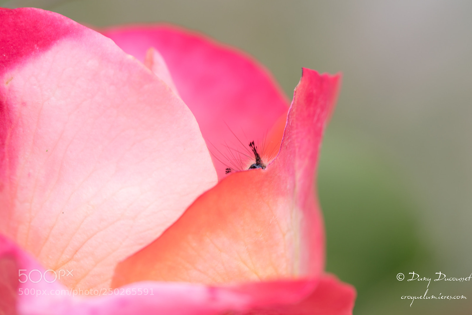 Canon EOS 5DS R sample photo. Hello photography