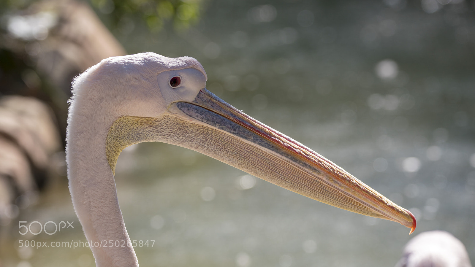 Sony a7R III sample photo. White pelican photography