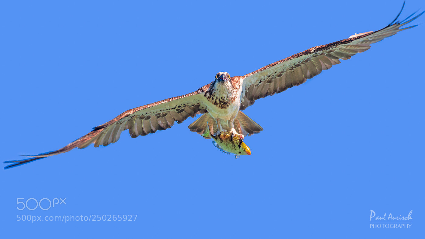 Nikon D500 sample photo. Osprey photography
