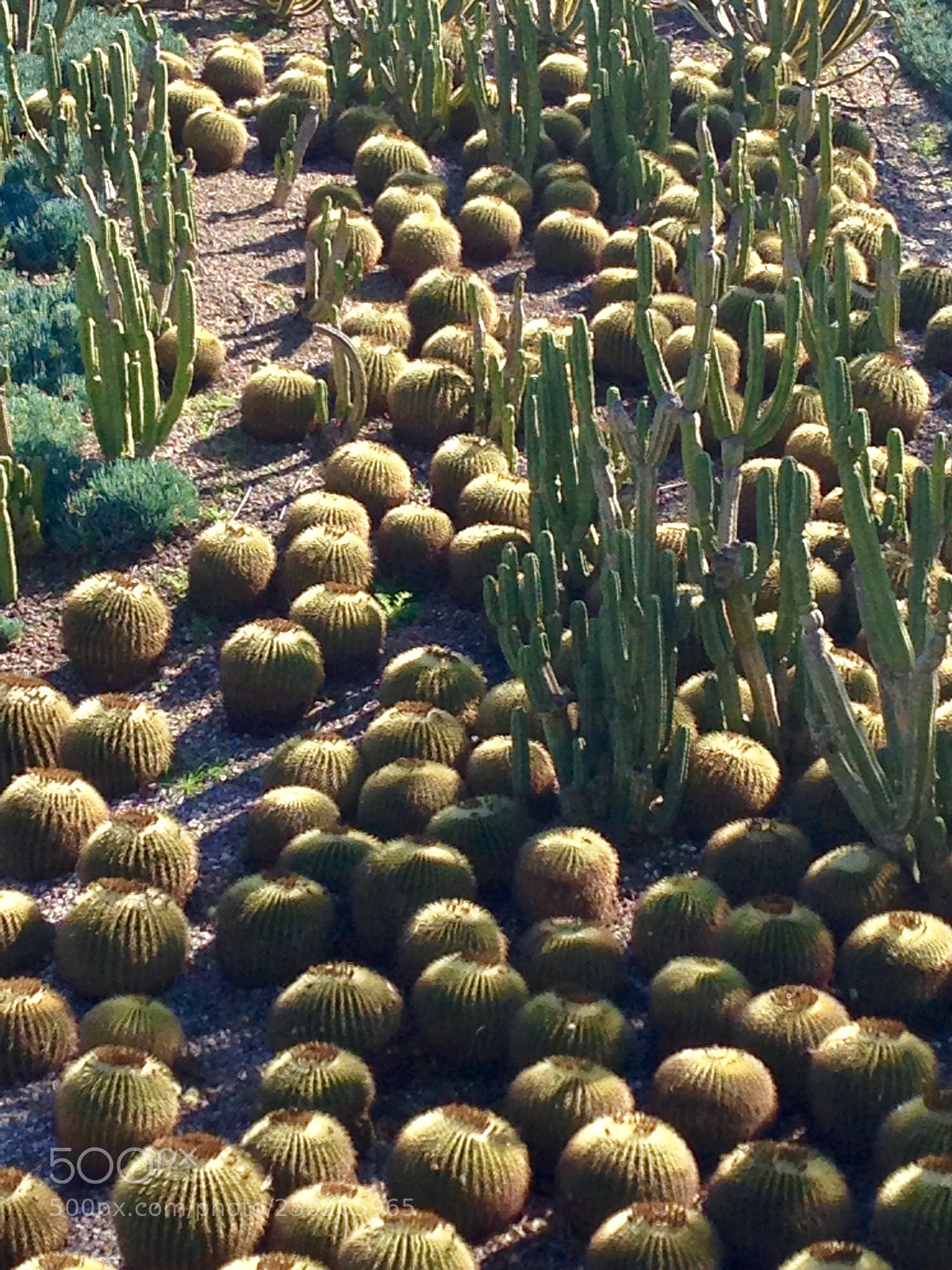 Apple iPhone 5 sample photo. Getty cactus photography