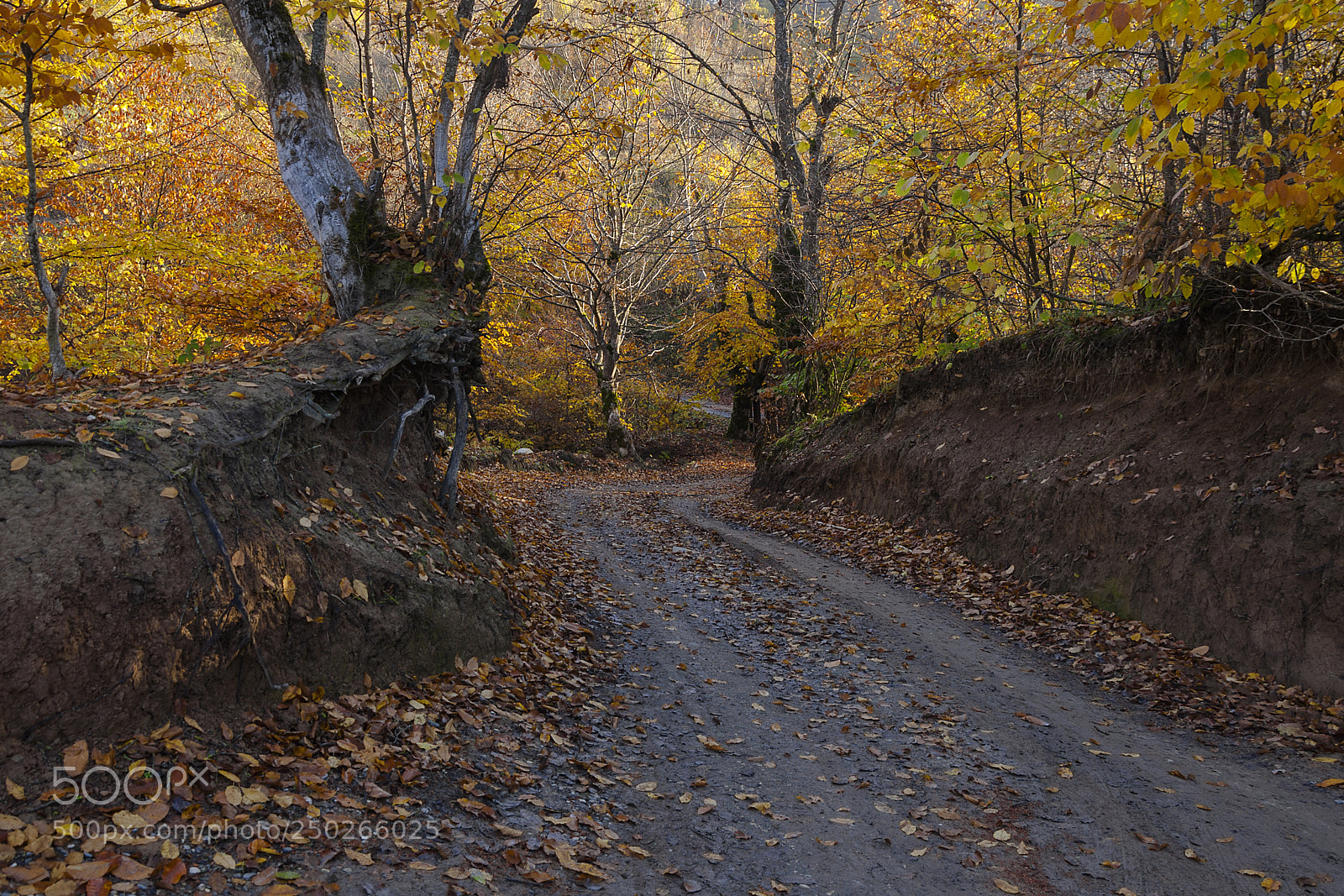 Nikon D90 sample photo. Commemorizing the autumn photography