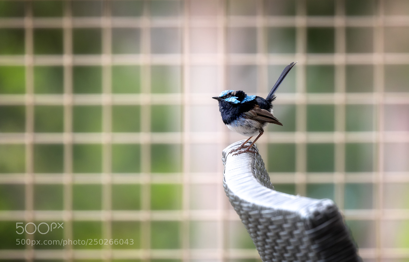 Canon EOS 5D Mark IV sample photo. The superb fairy wren photography