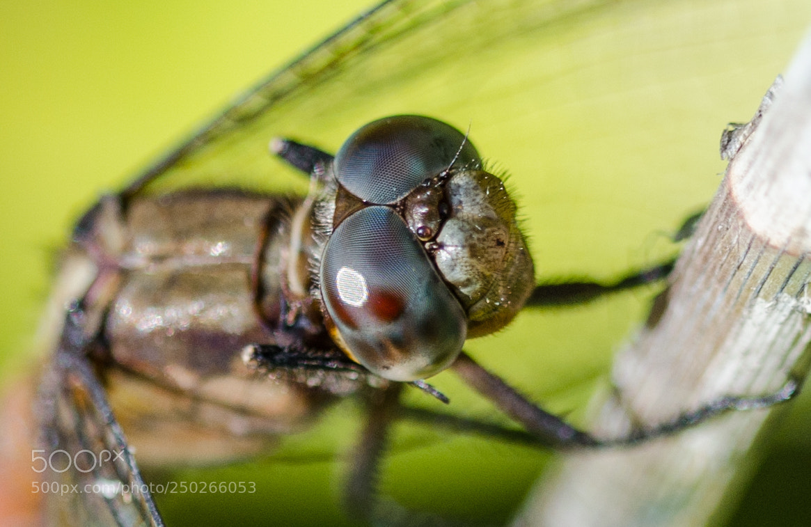 Nikon D7000 sample photo. Dragonfly photography