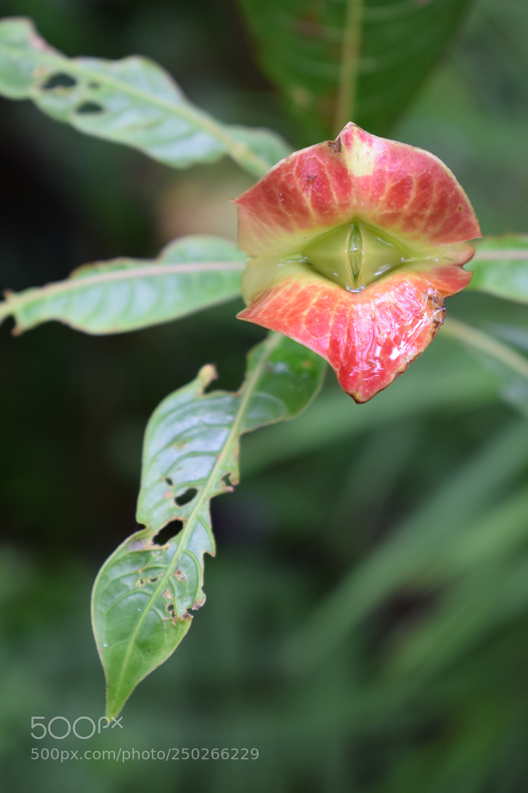 Nikon D5300 sample photo. Tell me it's not photography