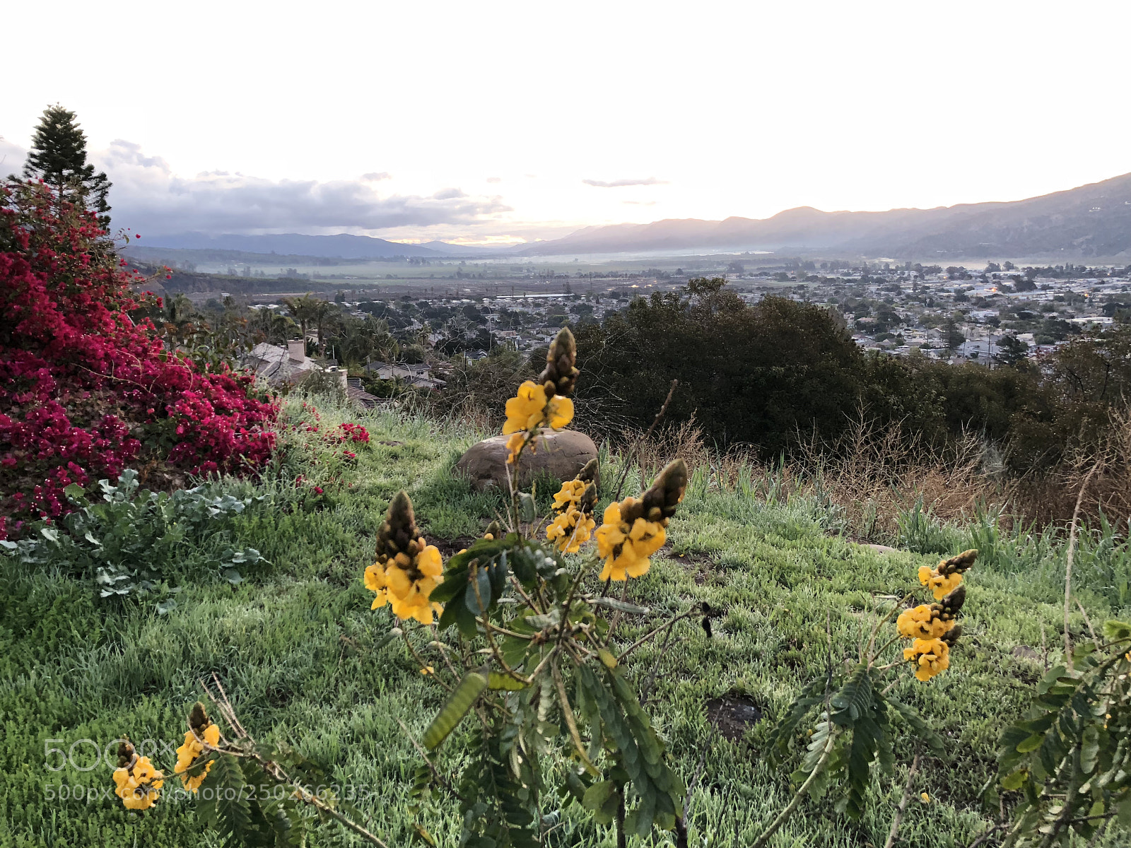 Apple iPhone X sample photo. Santa paula yellow flowers photography