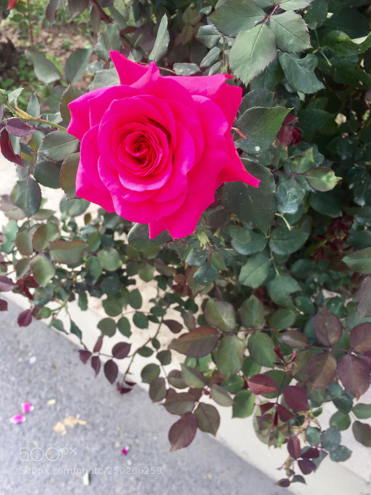 Apple iPhone 6 sample photo. Red rose flower  photography