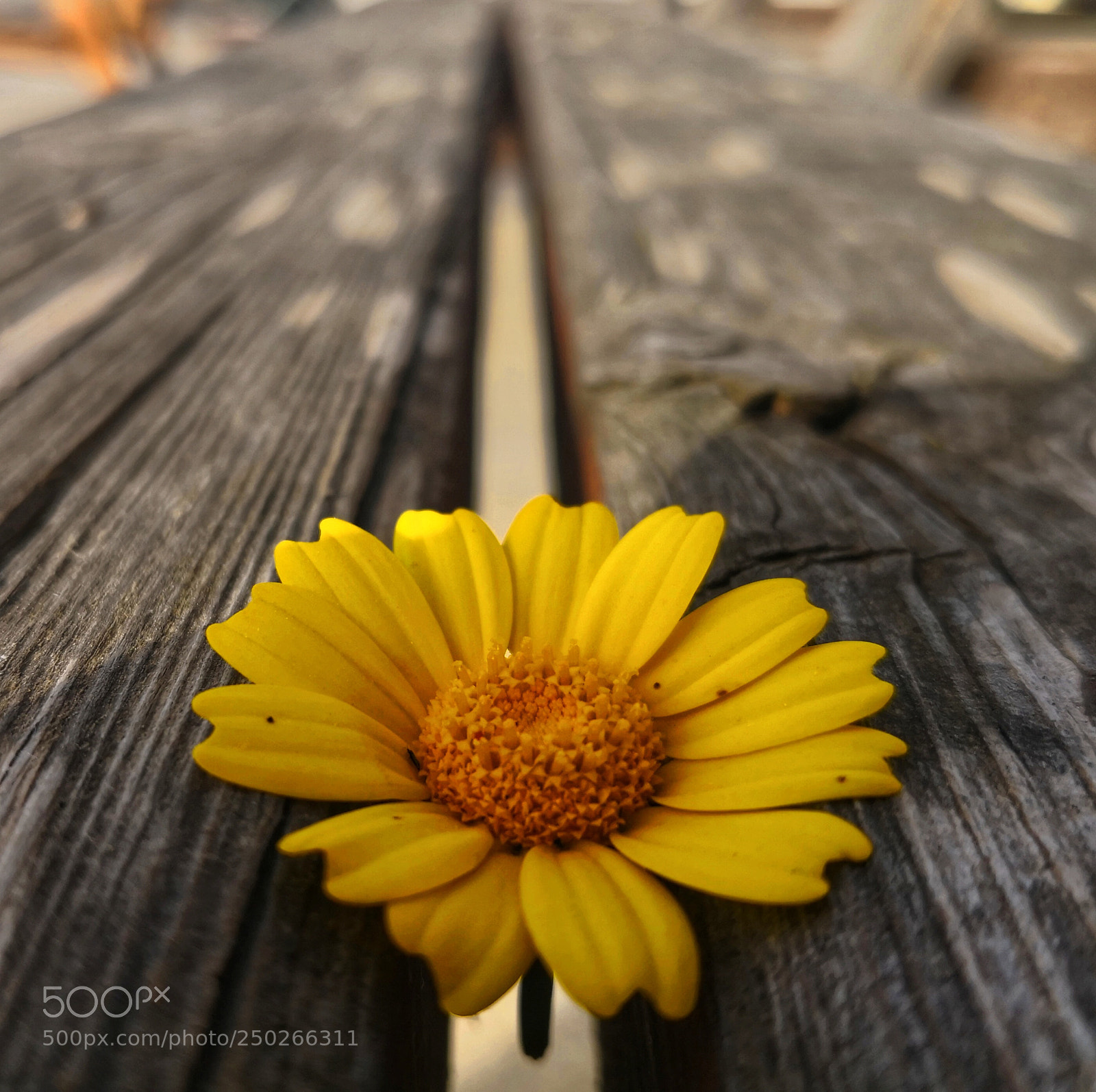 HUAWEI Mate 10 sample photo. Costumized flower photography