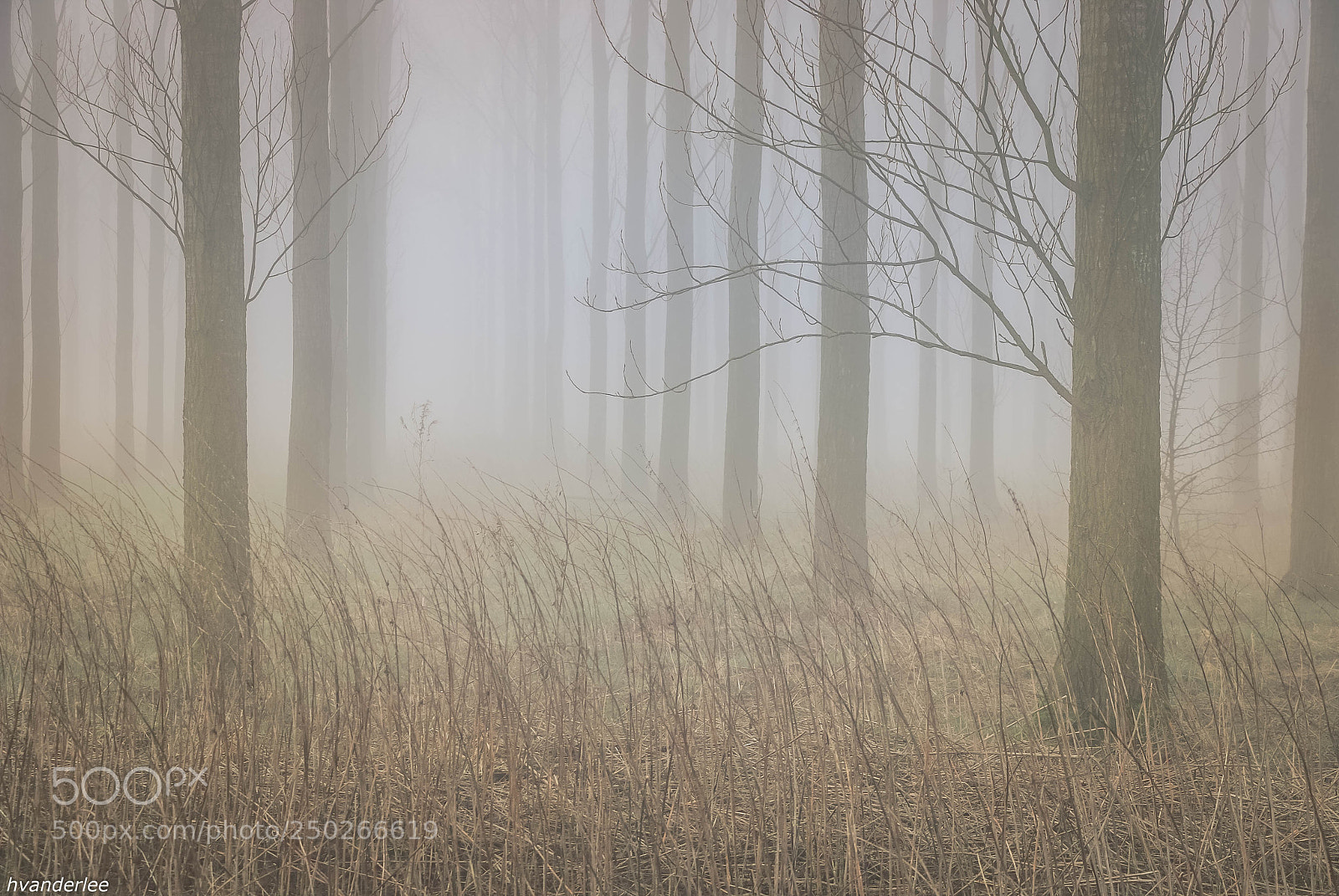 Canon EOS 70D sample photo. Misty decay in nature photography
