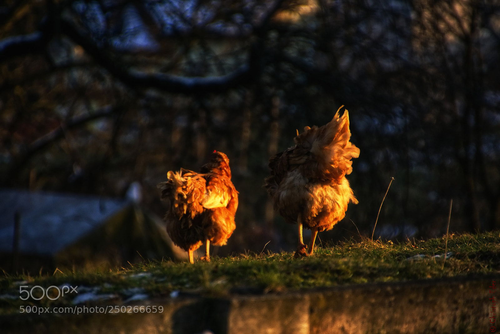 Sony a6000 sample photo. Cock_tails photography