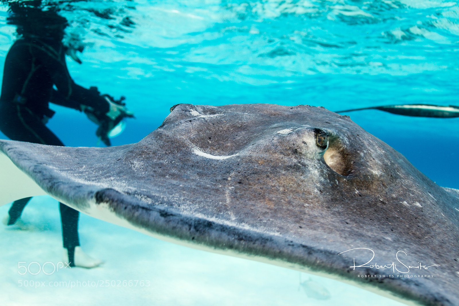 Canon EOS 7D sample photo. Cayman stingray photography