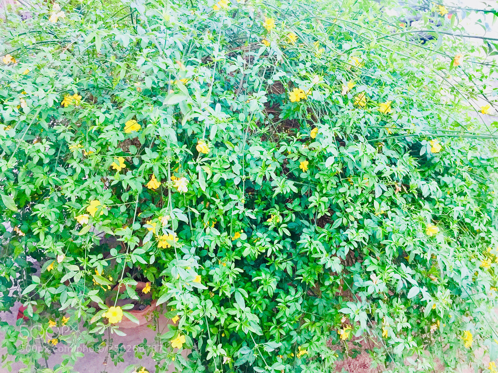 Apple iPhone 6 sample photo. Yellow flowers on plants  photography