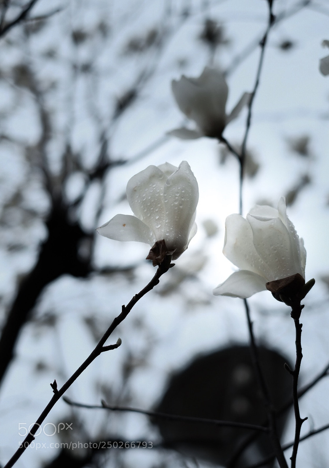 Fujifilm X-T20 sample photo. Magnolia photography