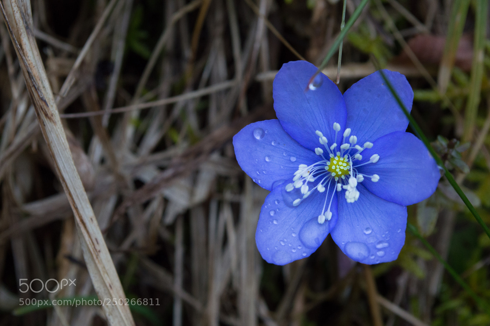 Nikon D3200 sample photo. S p r i photography