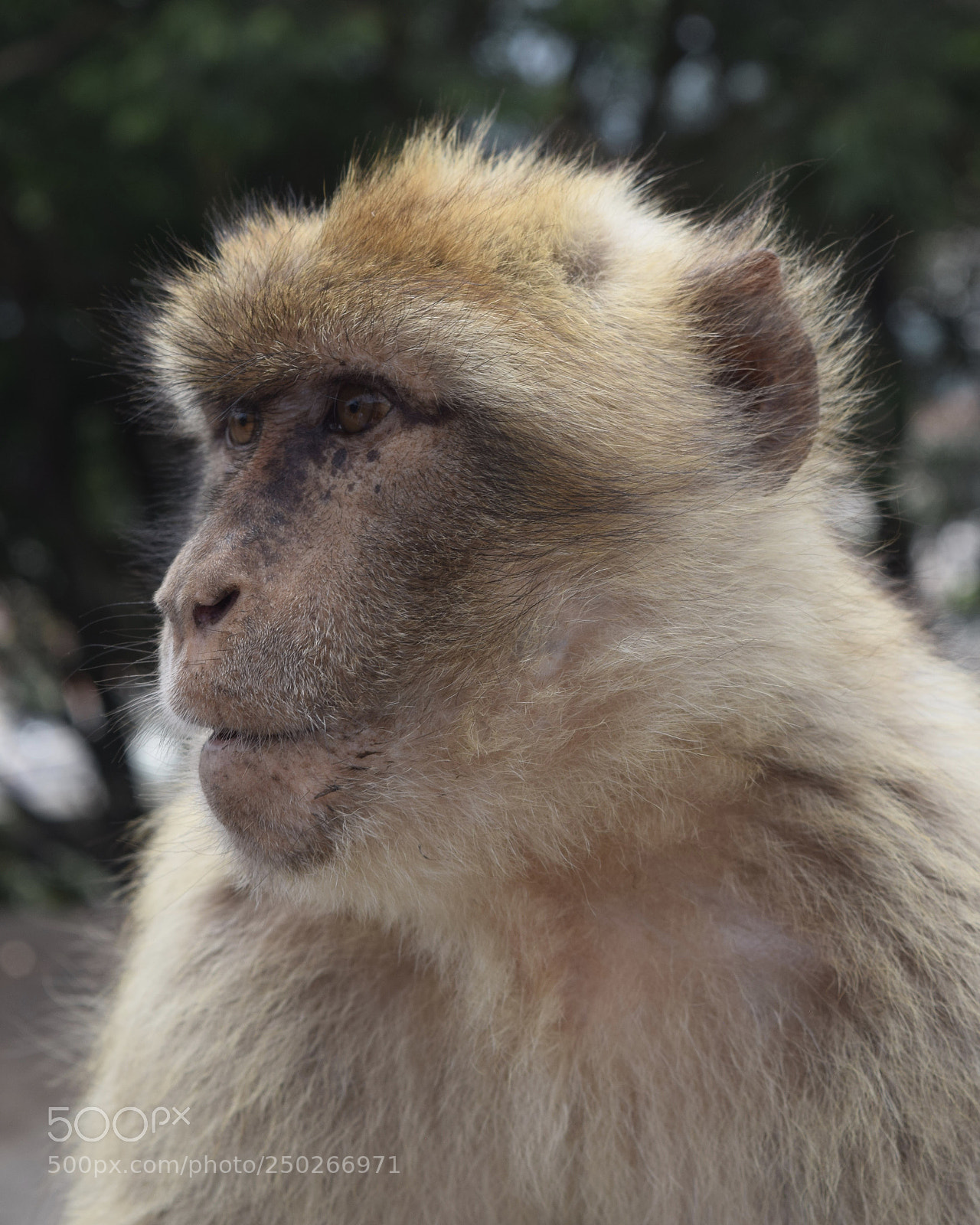 Nikon D5300 sample photo. Rock ape photography